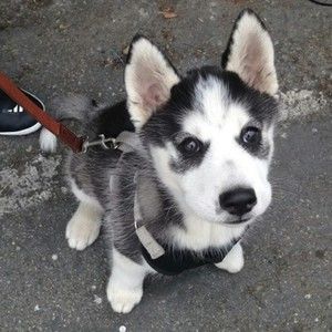 Meet your Posher, Seroyla